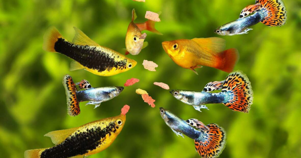 Aquarium Alive! Using Live Foods