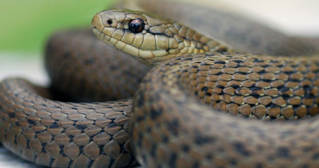 How to Keep Snakes Off Your Property