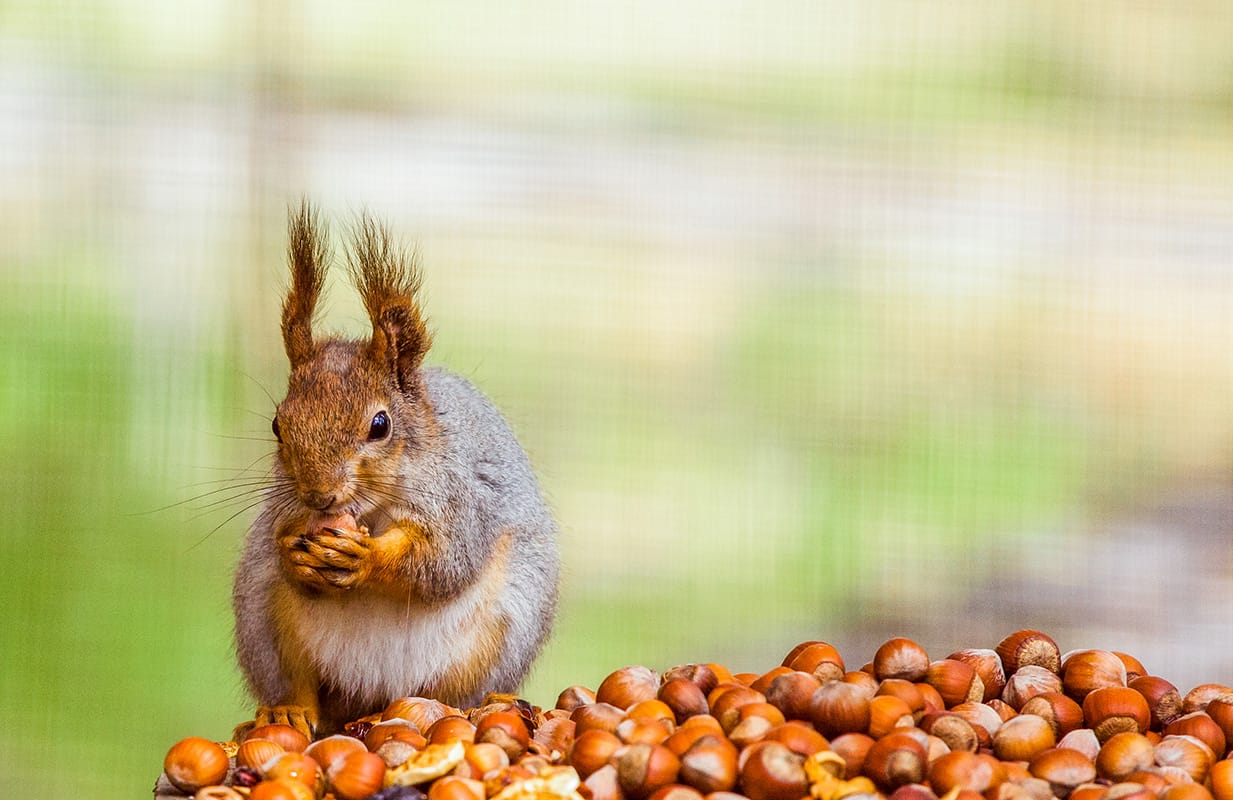 Garden Wildlife How to Attract Animals to Your Backyard