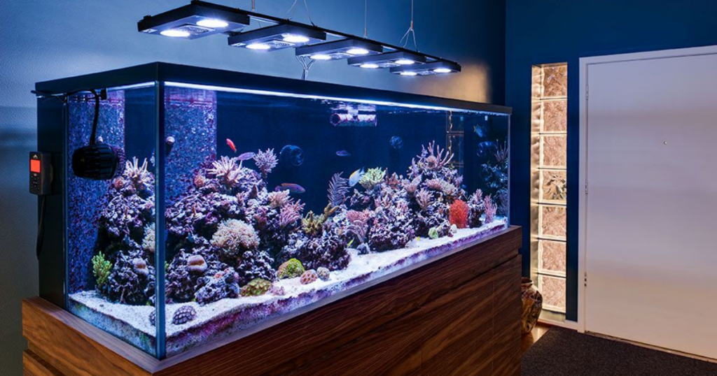 The Brief And Only Aquarium Maintenance Guide You’ll Ever Need