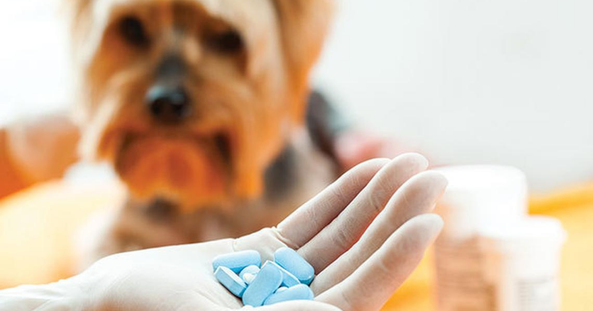 affordable pet meds