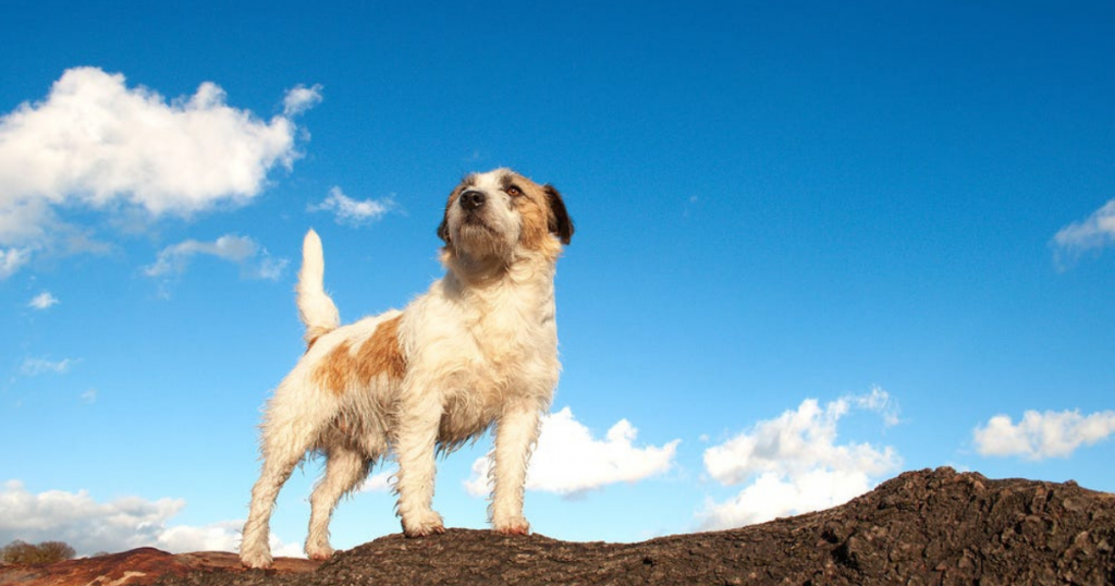 11 Awesome Reasons to Get a Dog Right Now