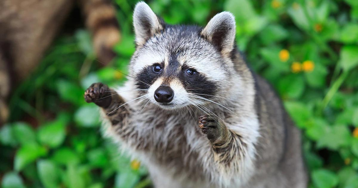 Garden Wildlife How to Attract Animals to Your Backyard