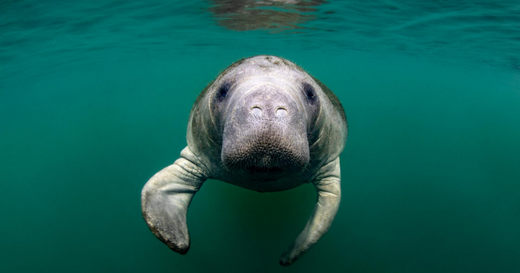 5 Interesting Manatee Facts – Kaiser Magazine